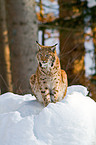 Europischer Luchs