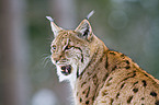 Europischer Luchs