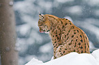 Europischer Luchs