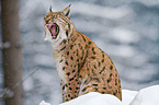 Europischer Luchs