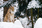 Europischer Luchs