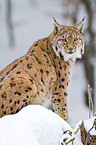 Europischer Luchs