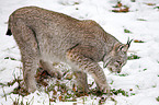 Europischer Luchs