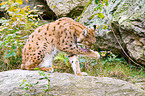 Europischer Luchs