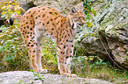 Europischer Luchs