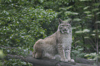 Europischer Luchs