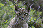 Europischer Luchs