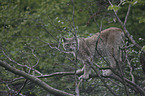 Europischer Luchs