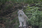 Europischer Luchs