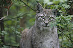 Europischer Luchs