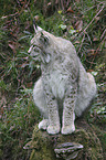 Europischer Luchs