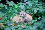 junger Europischer Luchs