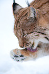 Europischer Luchs