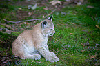 junger Europischer Luchs