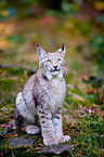 Europischer Luchs