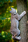 Europischer Luchs