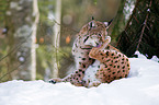 Europischer Luchs