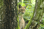 Europischer Luchs