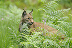 Europischer Luchs