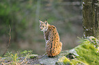 Europischer Luchs