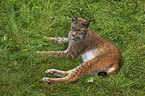 Europischer Luchs