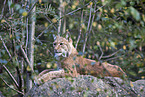 Karpatenluchs