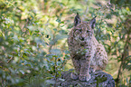 Karpatenluchs