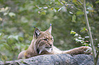 Karpatenluchs
