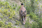 Karpatenluchs
