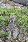 Karpatenluchs