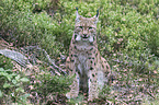 Karpatenluchs