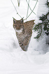 Karpatenluchs
