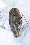 Karpatenluchs
