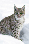 Karpatenluchs