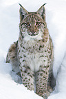 Karpatenluchs