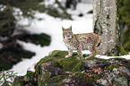 Karpatenluchs