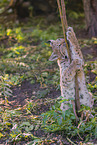 Europischer Luchs