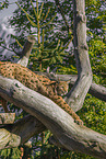 Europischer Luchs