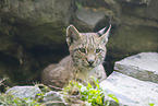 Europischer Luchs