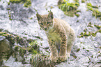 Europischer Luchs