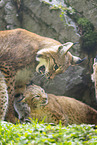 Europischer Luchs