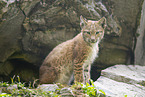 Europischer Luchs