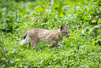 Europischer Luchs