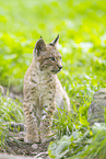 Europischer Luchs