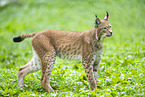 Europischer Luchs
