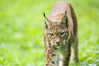Europischer Luchs