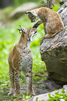Europischer Luchs