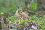 Europischer Luchs