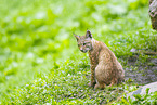 Europischer Luchs