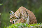 Europischer Luchs